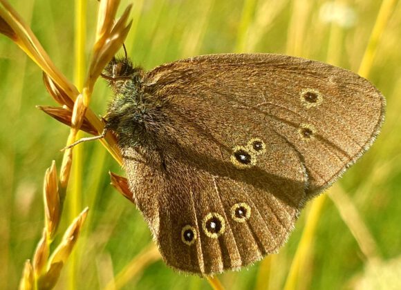 Naturnahe - brauner Waldvogel